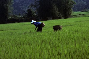 riz vietnam