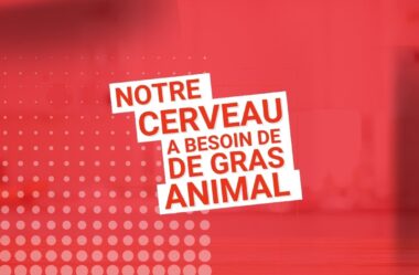 Notre cerveau a besoin de gras ANIMAL